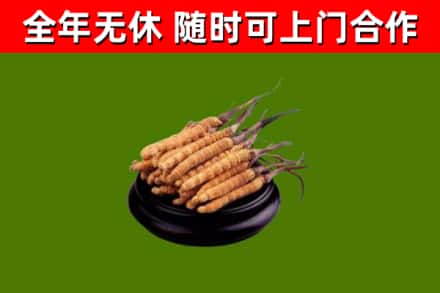 袁州回收散虫草